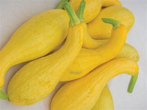 Early Crookneck Squash