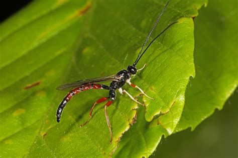 Ichneumon Wasp Dolichomitis Irritator Meadowood SRMA M Flickr