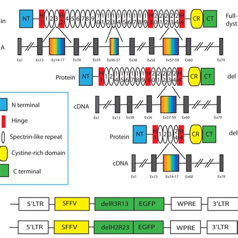 Schematic Illustration Of Lentiviral Transfer Plasmid A And The