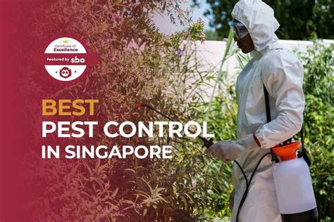 11 Best Pest Control In Singapore To Start Your Year On A Clean Slate