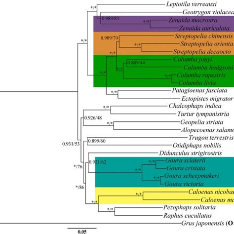 Nucleotide Based Phylogenetic Tree Of 28 Columbidae Species With One