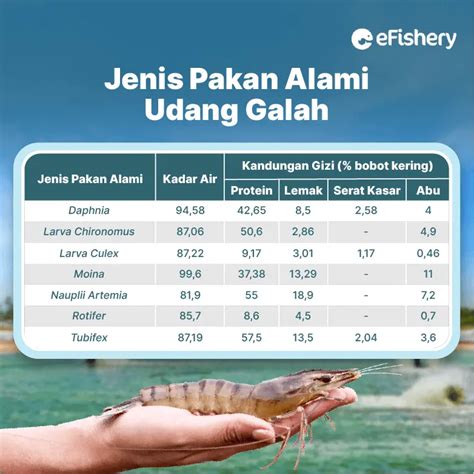 Jenis Jenis Pakan Udang Galah Untuk Budidaya