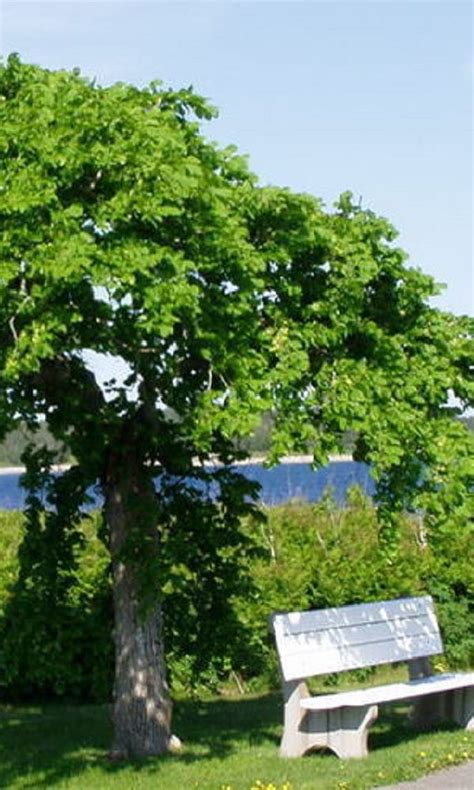 Pin by ANNA FLO on Δέντρα η ανάσα της Γης Trees earth s breath