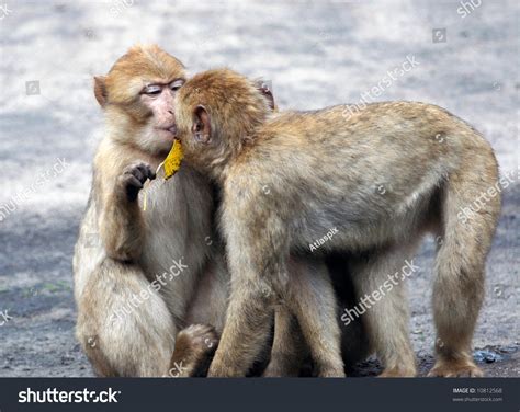 Kissing Baby Monkeys Stock Photo 10812568 : Shutterstock