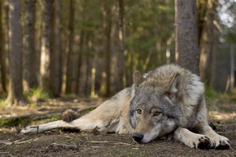 Refuge Pageau | Refuge pour animaux Tourisme Abitibi-Témiscamingue