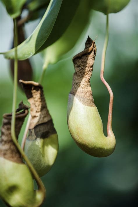 Pitcher Plant Pests How To Get Rid Of Bugs On Carnivorous Plants Gardening Know How