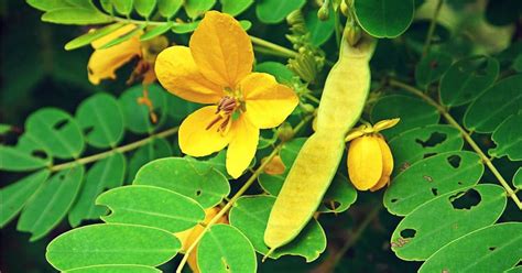 Hoja de sen qué es esta planta medicinal y cómo tomarla