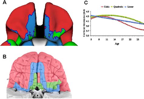 Neurodevelopmental Trajectories Of The Human Cerebral Cortex Journal