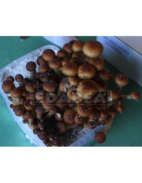 Kit De Cultivo De Setas Psilocybe Cubensis Mazatapec