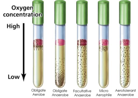 Thioglycollate Broth Composition Principle Preparation Off