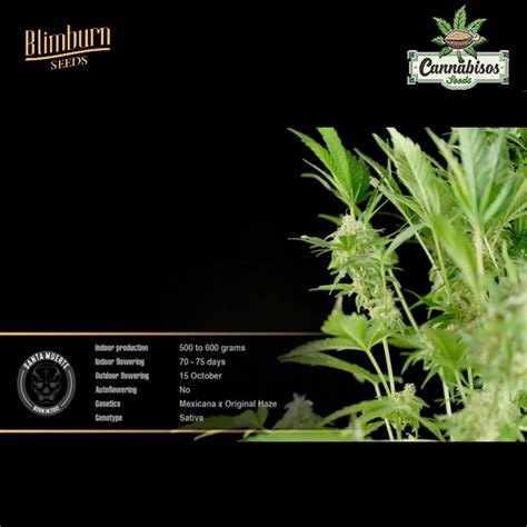 Santa Muerte Feminised Seeds Blimburn Seeds Cannabisos Seeds