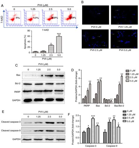 Polyphyllin Vii Induces Apoptosis And Autophagy Via Mediating H O