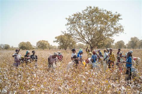 Les Champs De Coton Malien Sous Le Nuage Des Sanctions