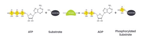 Kinase Activity Assays Methods For Assessing Enzyme Function