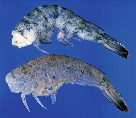 81 A Microsporidian Infection Cotton Shrimp In Top Shrimp Tail