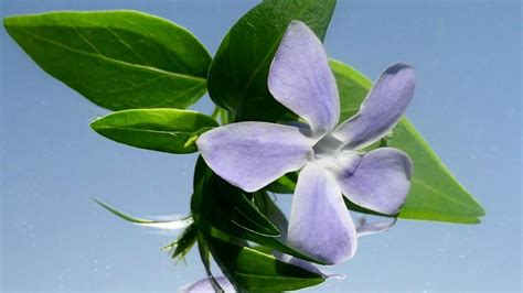 ¿una Flor Para Combatir El Cáncer
