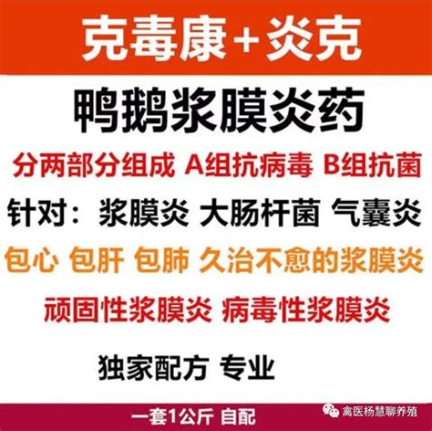 禽医杨慧讲鹅浆膜炎用什么药效果好 哔哩哔哩