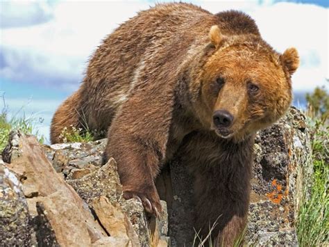 Woman Dead In Grizzly Bear Attack Knewz