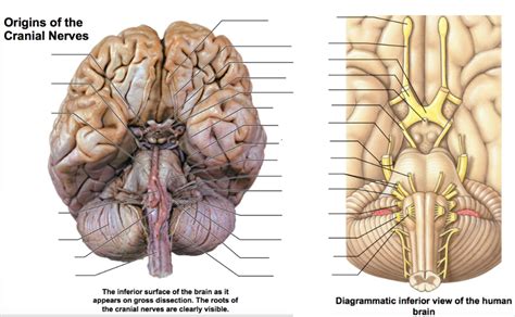 Ch16 Diagram Cranial Nerves Diagram Quizlet