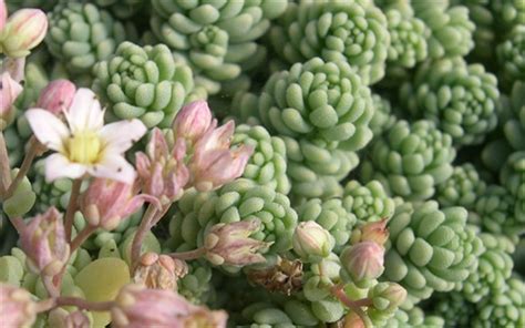 Sedum Dasyphyllum Major Blue Tears Sedum Count Flat