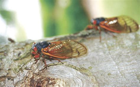 Bugs, Predators, and Turkeys — Cicadas will emerge in 18 states - Turkeys for Tomorrow