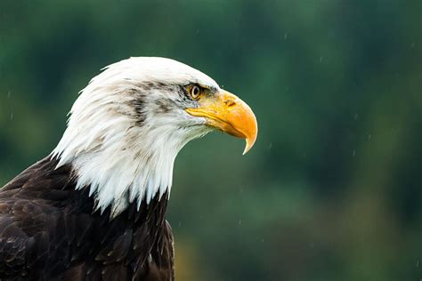 Superficial Fotograf A De Enfoque Guila Guila Calva Haliaeetus