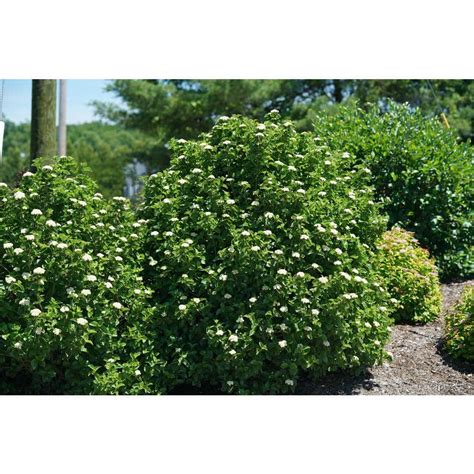 Proven Winners 45 In Qt Glitters And Glows Arrowwood Viburnum Live