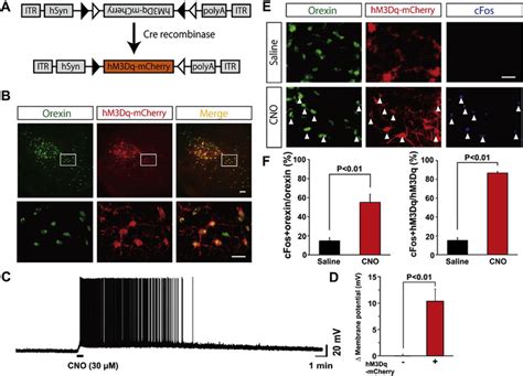 Pharmacogenetic Activation Of Orexin Neurons By Hm3dq A Schematic