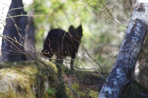 Loup Chien Des Arbres Nature Photo Gratuite Sur Pixabay Pixabay