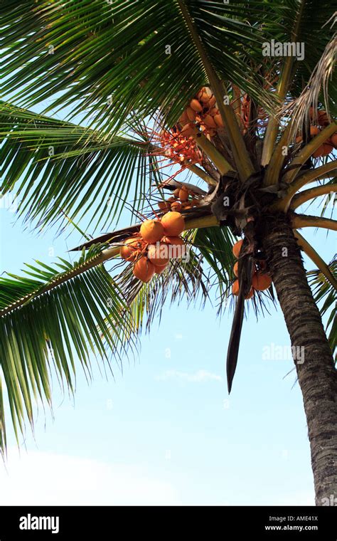 The Sri Lankan King Coconut Cocos Nucifer Variety Auranta Stock Photo