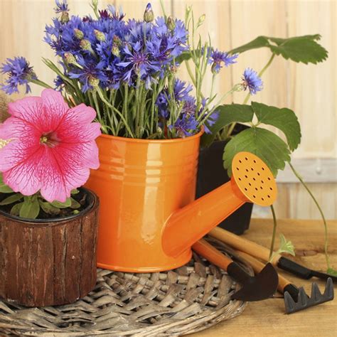 Comment Bien Entretenir Ses Plantes Magazine Avantages