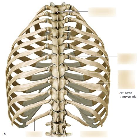 Schaubild 012 Os Thorax Quizlet