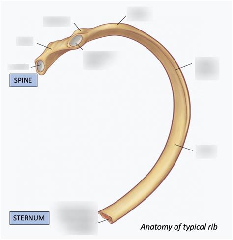 Typical Rib Diagram Diagram Quizlet