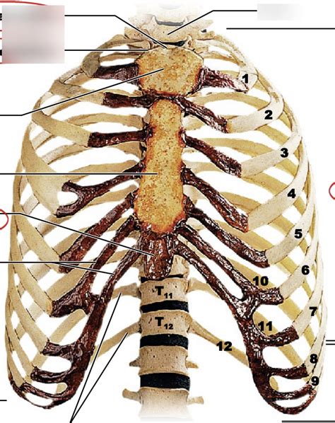 The Thoracic Cage Diagram Quizlet