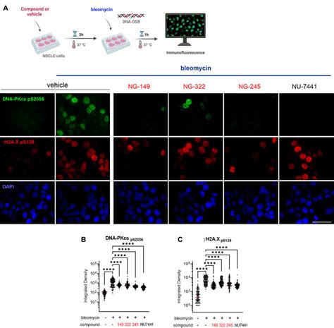 Impact Of Novel Ku Dna Binding Inhibitors On S Autophosphorylation