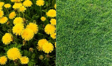 How To Remove Dandelions From Lawns Properly Without Using Chemicals Or