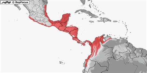 Distribution Of Basiliscus Repfocus