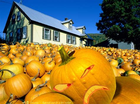 Pumpkin Patch - Halloween Wallpaper