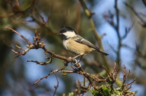 Bird Sightings Hampshire: Where To See The Best Birds