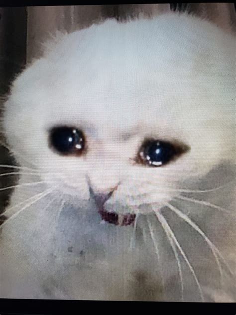 Sad Cat Meme Images