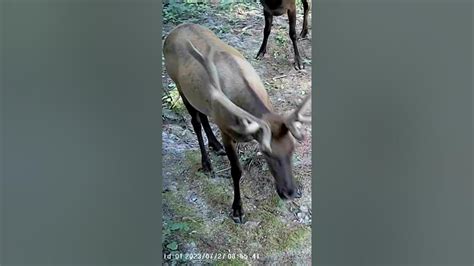 Roosevelt Elk Nice Bulls Pnw Youtube