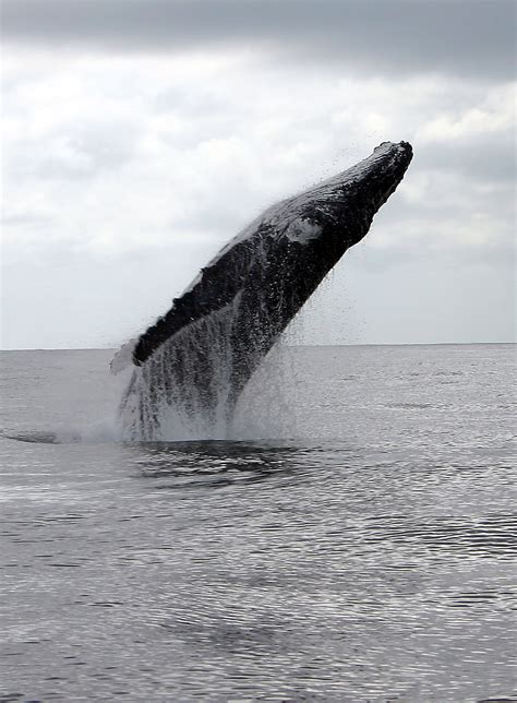 Byron Bay Whale Watching Charters and Tours : Humpback Whale Watching