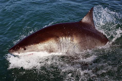 Another Day Another Great White Shark Tracked Off Nj Coast