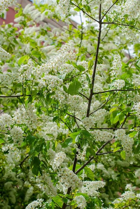 The Branches Bird Cherry Blossoms Stock Photo Image Of Leaf Branch