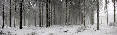 winter forest panorama by sm00keh on DeviantArt