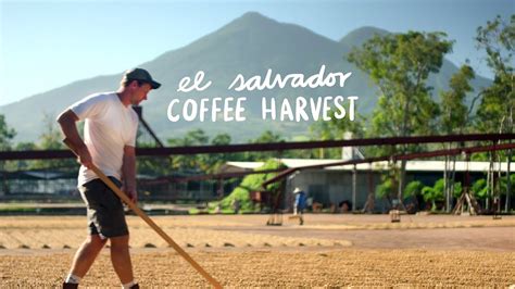 Brief History of El Salvador Coffee: From Luxury Crop to Major Export