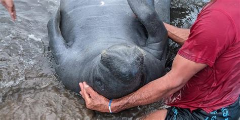 Manatíes Estarían Muriendo En Puerto Wilches Santander Por