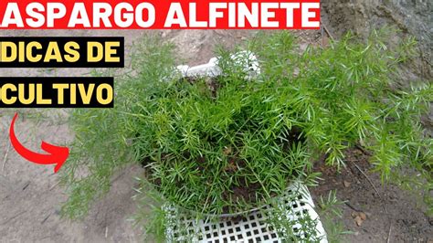 Dicas De Como Cultivar A Planta Aspargo Alfinete YouTube