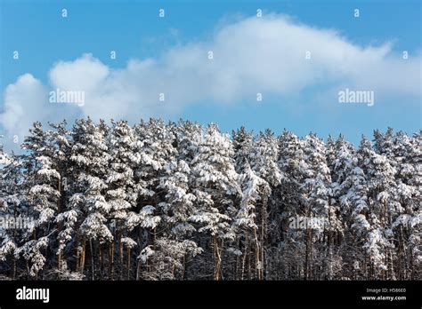 Pine Trees Covered With Snow Stock Photo Alamy