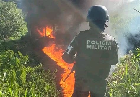 Hallan otra plantación con 80 mil arbustos de coca en el norte de Honduras